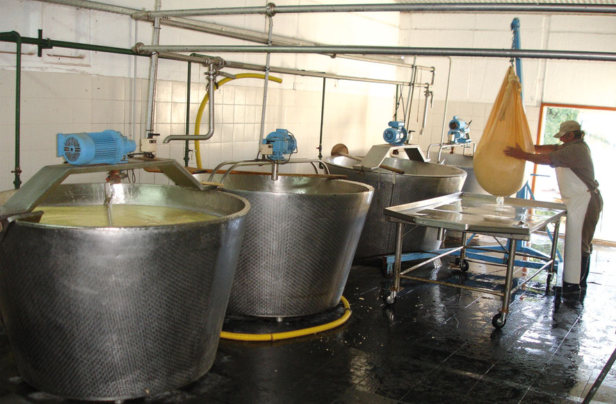 La fábrica de queso artesanal que funciona en Campo Justo